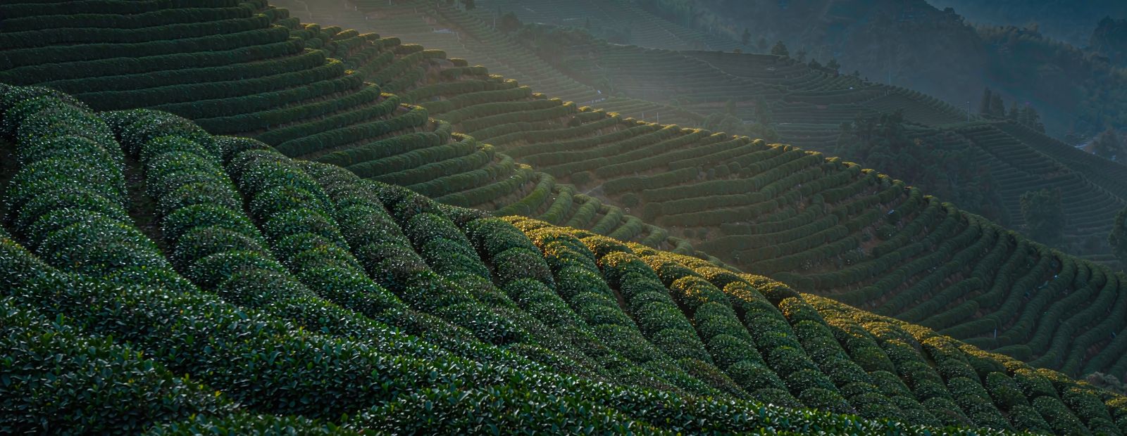 Hand-rolled Tieguanyin oolong pellets scattered on brass and dark linen